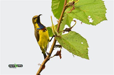 Olive-backed Sunbird (male) – Joys of Birding