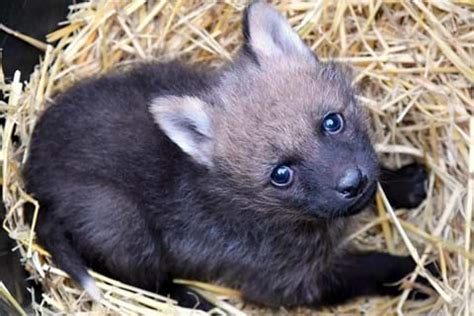 Doncaster's Yorkshire Wildlife Park celebrates arrival of litter of ...