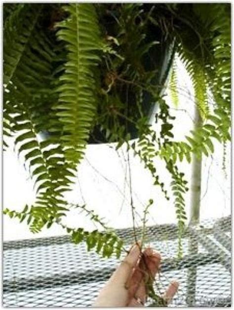 Fern propagation and transplant without collecting spores #shadegarden #shade #garden #ferns ...