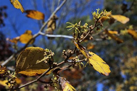 Watching for Witch Hazel Flowers | Wild Ozark™