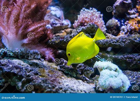 Aquarium fish stock image. Image of warm, colors, zebrasoma - 59749701