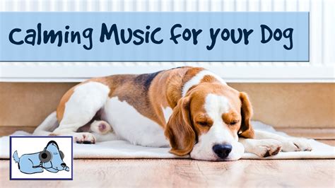 Calming Music for Dogs - Improve Dog Behavior with Relaxing Music - YouTube