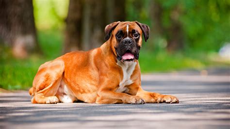 lode Patate Lavanderia a gettoni boxer carattere con altri cani ...