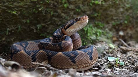 The Largest Viper Was as Long as a Surfboard - 3 Reasons It Grew So ...