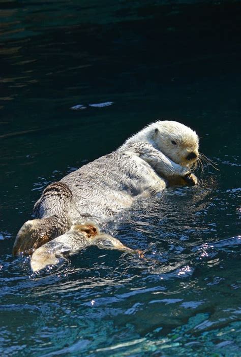 Swimming Sea Otter stock image. Image of mammal, aquarium - 36560273