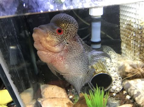 [FS] So Cal Malau Flowerhorn Competition Grade Top Quality $250 ...