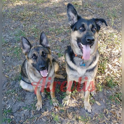 German Shepherd Puppies For Sale | Lakeland, FL #282814