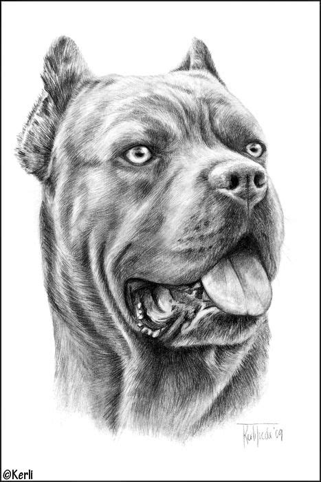 v Pitbull Drawing, Pitbull Tattoo, Pitbull Art, Dog Drawing, Cane Corso Italian Mastiff, Cane ...