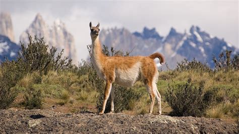 Guanaco