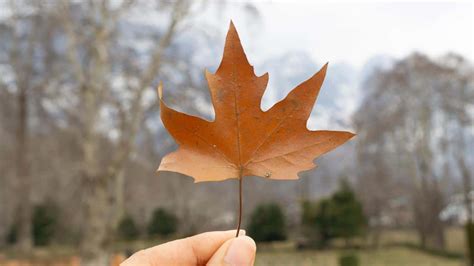 12 Common Types of Maple Trees in Canada - ProGardenTips