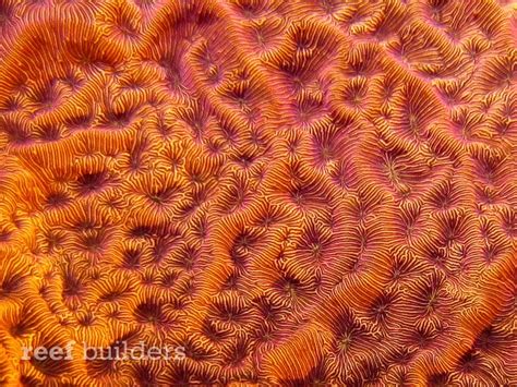 Orange Leptoseris coral is a perfect storm of color, texture and pattern | Reef Builders | The ...