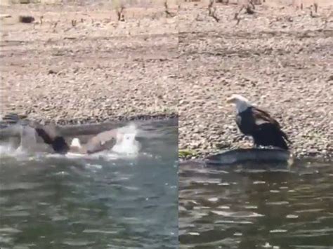 Viral bird videos | [VIDEO] Lunch at shore: This bald eagle 'swimming ...