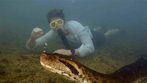 World’s largest snake Ana Julia found dead in Amazon rainforest just weeks after it was discovered