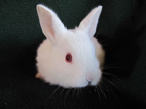 Baby Albino Rabbit - a photo on Flickriver