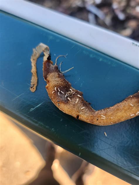 Vermicomposting Bin Residents : r/whatsthisbug