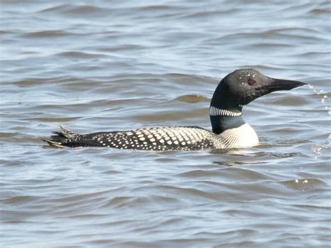 Great Northern Diver Bird Facts (Gavia immer) | Bird Fact