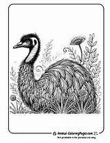13 Emu Coloring Pages  Free Printable sketch template