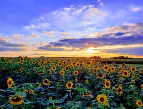 The Sunflower Festival At Kansas Maze Is The Bright Spot Your Summer ...