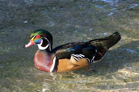 18 Species of Ducks in Texas (With Pictures) - Wildlife Informer