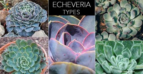 Succulent Echeveria Types: A Guide To Types Of Echeveria To Grow