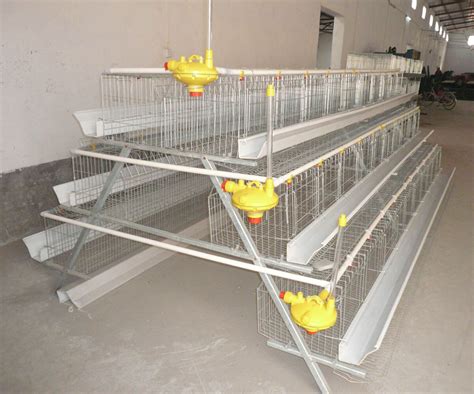 Layer cages are the most used equipment for poultry farming. – Chicken Cage – China Professional ...