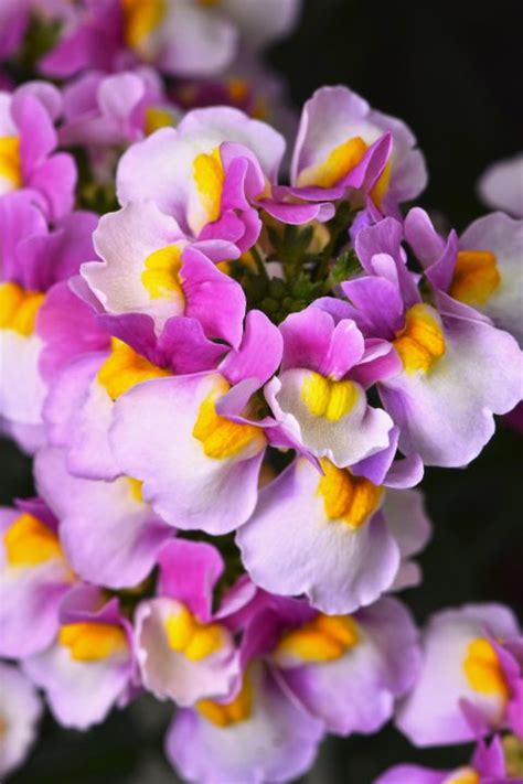 Nemesia ESCENTIAL™ Pinkberry - PlantHaven International