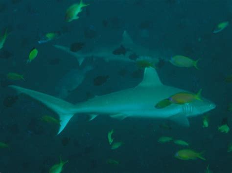 Grey Reef Shark Fish Facts | Carcharhinus Amblyrhynchos | AZ Animals