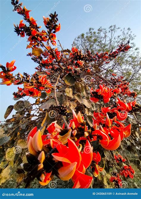 Palash tree flowers stock image. Image of farm, flowers - 243065109