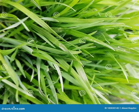 Lush green grass. stock photo. Image of crop, branch - 183030140