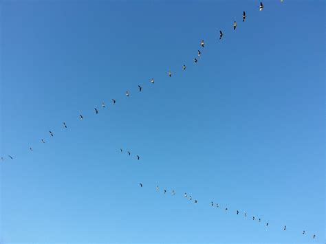 Goose Migration Free Stock Photo - Public Domain Pictures