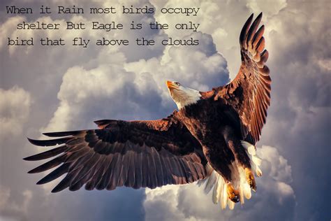 Quotes about Eagles in flight (21 quotes)