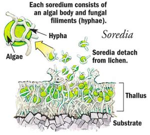 Lichen Terminology | Undergraduate Biology Program