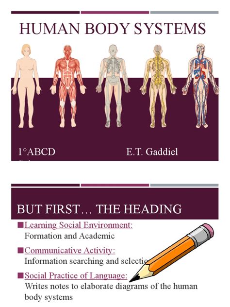 Human Body Systems | PDF