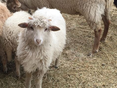 Breeds of sheep: Our Experience with Navajo Churro Sheep