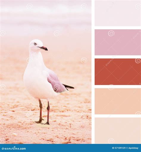 Seagull On Sand On The Beach. Color Palette Swatches. Pastel Hues Stock Image | CartoonDealer ...