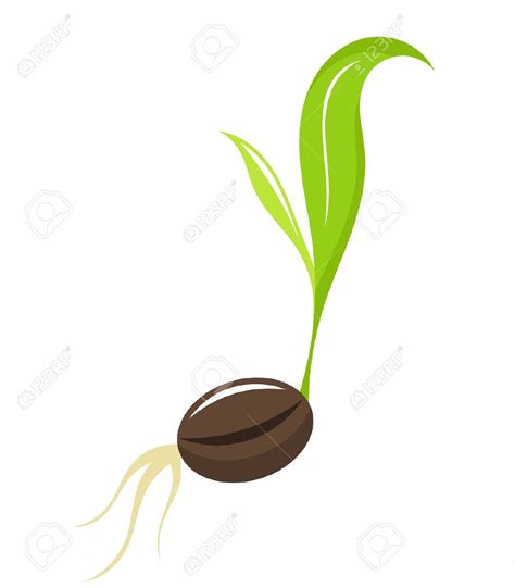 Seedling clipart - Clipground