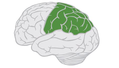 Parietal Lobe: Function, Location, and Structure