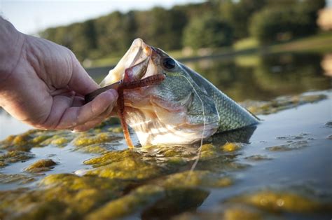 The 7 Best Live Freshwater Fishing Bait