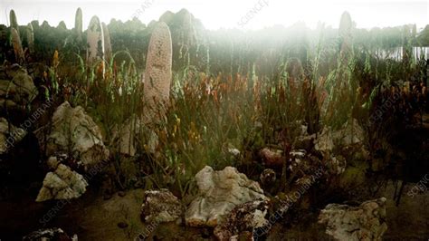 Silurian period plants, animation - Stock Video Clip - K009/7802 ...