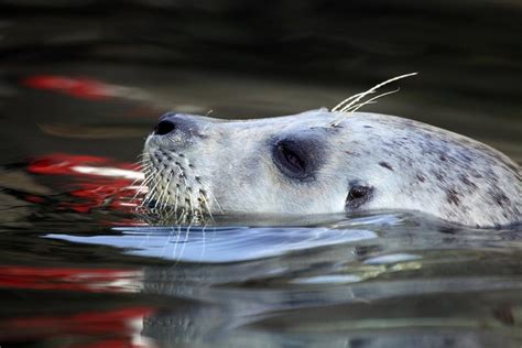 2023 General Admission - Oregon Coast Aquarium - Reserve Now