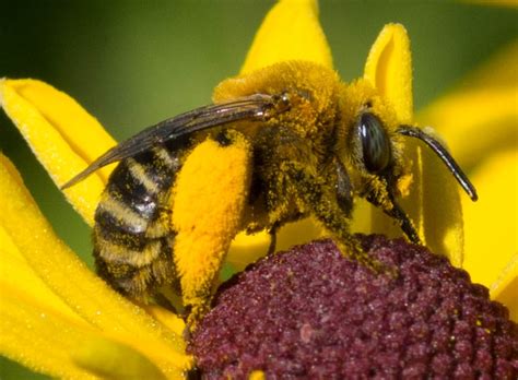 Pollination Services: Bees and Other Insects | Nature and Ecology