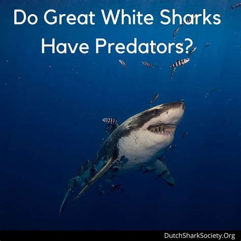 What Animal Eats Great White Sharks? - Dutch Shark Society