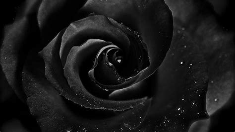 Dark Rose Wallpapers - Wallpaper Cave