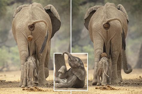 Heartwarming Jest: Mama Elephant’s Special Surprise for Baby.NP ...