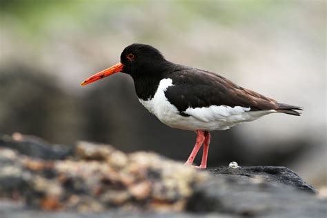 Birdwatching In The Faroe Islands With Regent Holidays