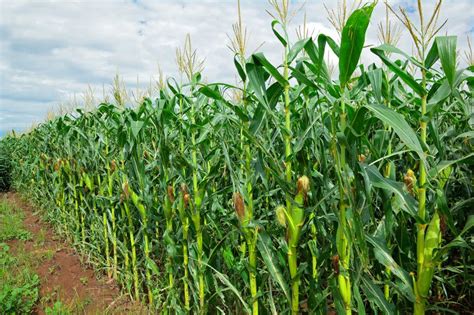 Seven-point recipe for maize yield success - Grain Central