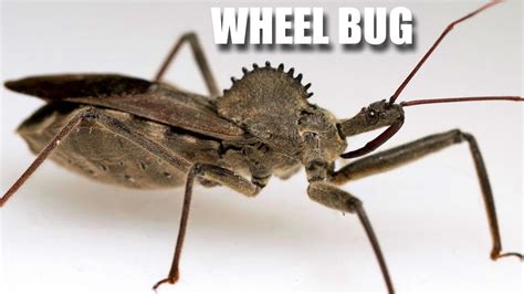 Wheel Bug Facts: the BUG with a WHEEL on its BACK | Animal Fact Files ...