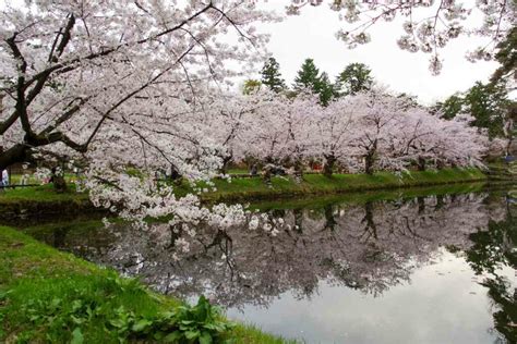 5 Places To See Cherry Blossoms In Full Bloom