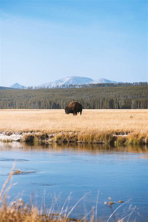 Yellowstone Camping Guide: 12 Campgrounds in Yellowstone National Park » The Parks Expert