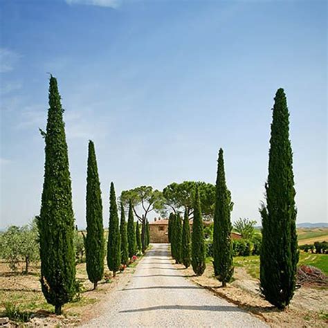 Cupressus sempervirens 14cm x 2 | YouGarden